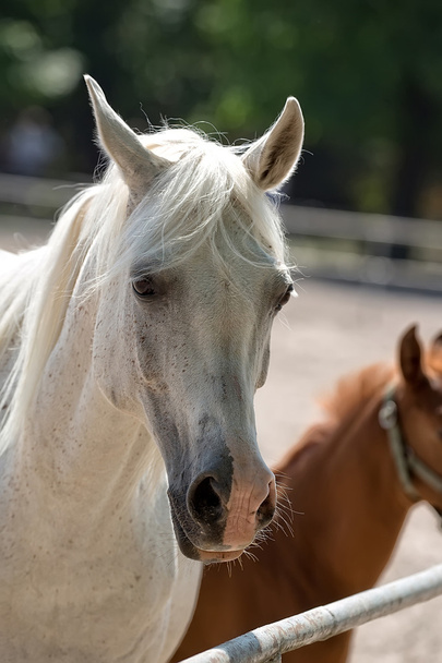 Valkoinen hevonen aukiolla, muotokuva
  - Valokuva, kuva