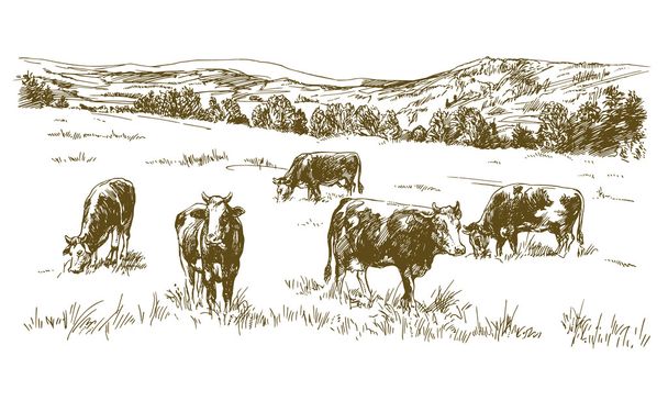 Vacas a pastar no prado. Ilustração desenhada à mão. - Vetor, Imagem