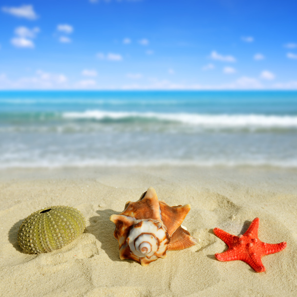 Sea shells with starfish - Photo, Image
