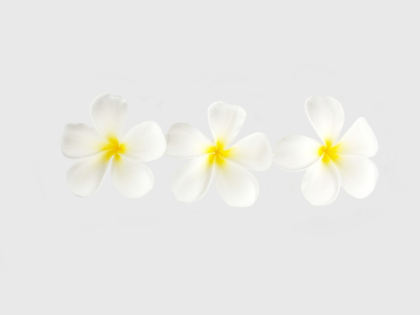 White plumeria flower - Valokuva, kuva