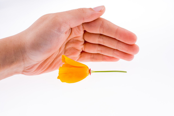 Рука держит оранжевый цветок
 - Фото, изображение