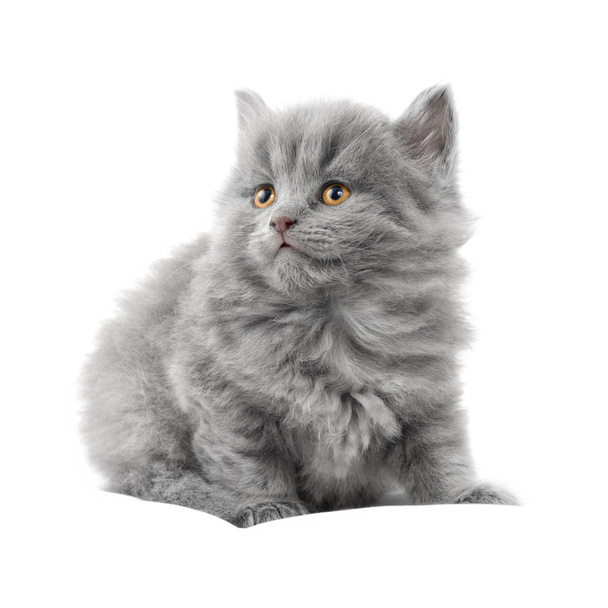 gattino su sfondo bianco - Foto, immagini