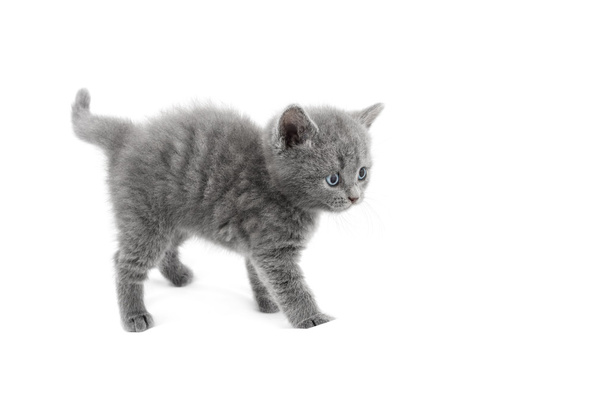 Kitten on a white background - Fotó, kép