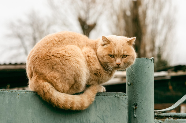 Şirin kabarık zencefil kedi bir çit dinlenme - Fotoğraf, Görsel