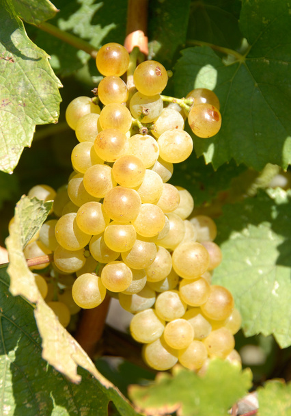 Chardonnay Grapes - Photo, Image