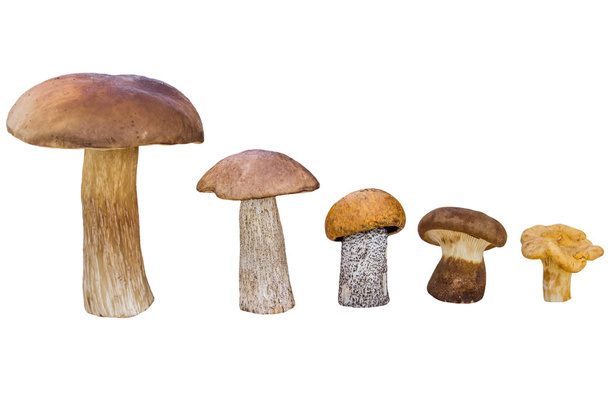 Different mushrooms are in descending order (cep, brown cap boletus, orange-cap boletus, paxil, chanterelle) - Photo, Image