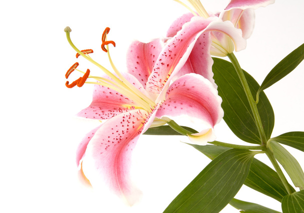 рожеві лілії
 - Фото, зображення