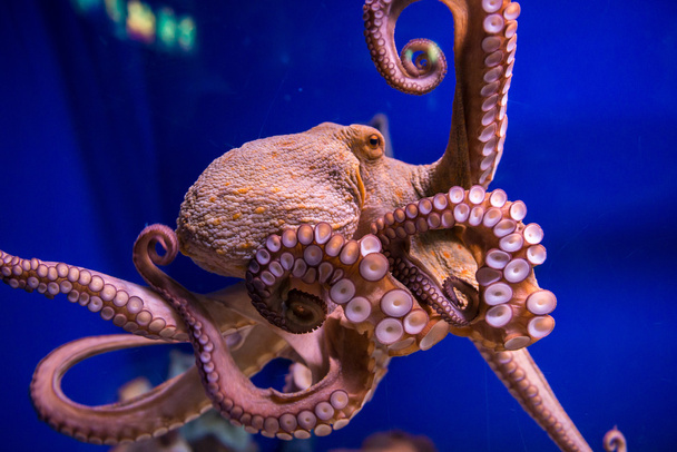 Octopus in aquarium - Foto, afbeelding