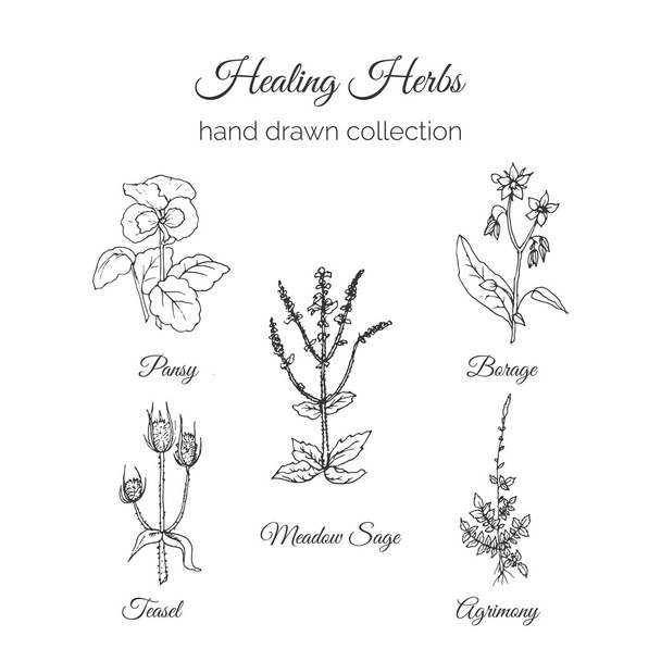 Holistic Medicine. Healing Herbs Illustration. Handdrawn Meadow Sage, Agrimony, Borage, Pansy and Teasel. Health and Nature collection. Vector Ayurvedic Herb. Herbal Natural Supplements. - Vetor, Imagem