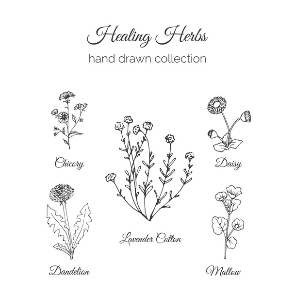 Holistic Medicine. Healing Herbs Illustration. Handdrawn Handdrawn Chicory, Dandelion, Lavender Cotton, Mallow and Daisy. Vector Ayurvedic Herb. Herbal Natural Supplements. - ベクター画像