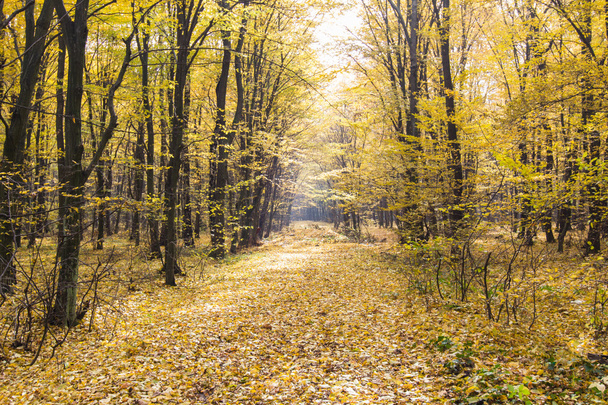 paisagem de árvores amarelas douradas e folhas caídas
 - Foto, Imagem