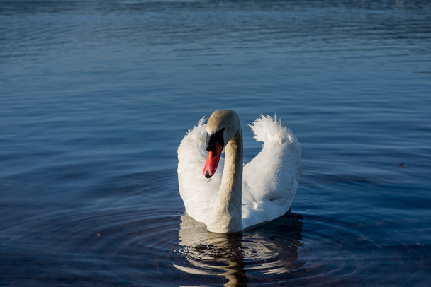 cisnes blancos en el lago - Foto, imagen