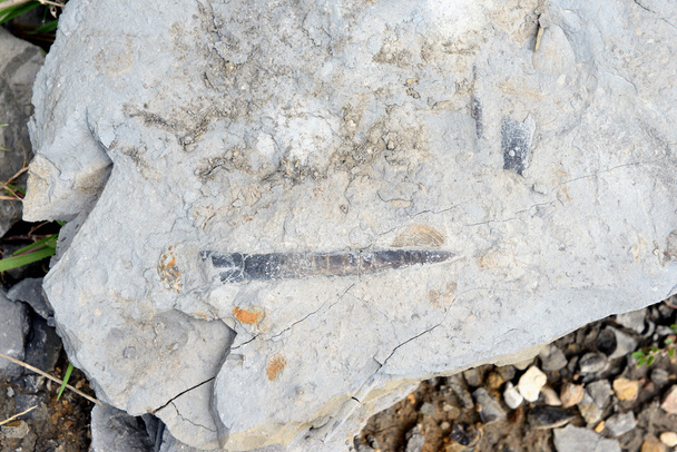 fosilleşmiş Belemnite kireçtaşı - Fotoğraf, Görsel