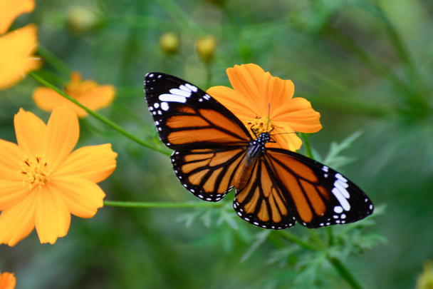 Помаранчева метелик літає в ранковій природі
. - Фото, зображення