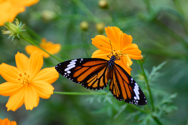 pomarańczowy motyl mucha natura rano. - Zdjęcie, obraz