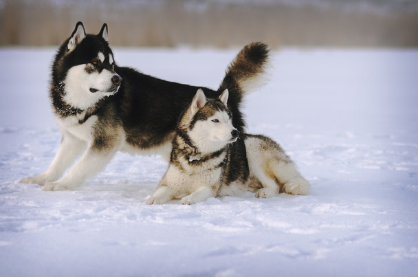 Köpek içinde belgili tanımlık kar. Siyah ve beyaz Alaskan Malamute ve gri Sibirya husky merakla tarafına bakarak kışın, karda. - Fotoğraf, Görsel