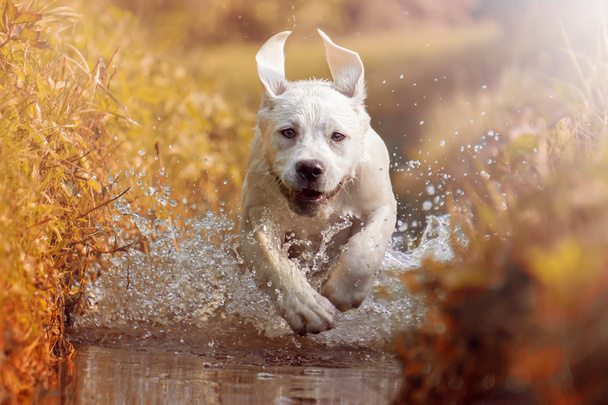 Nuori labradorinpentu juoksee joen läpi auringossa
 - Valokuva, kuva