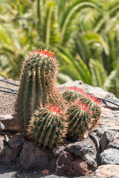 Cactus Plant For Garden Decoration, Natural Stock Photo, Picture and  Royalty Free Image. Image 51968835.