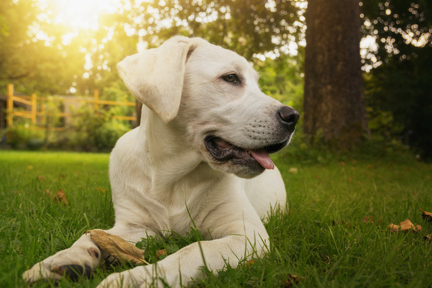 庭でサンセットに座ってきれいな白いラブラドール子犬 - 写真・画像