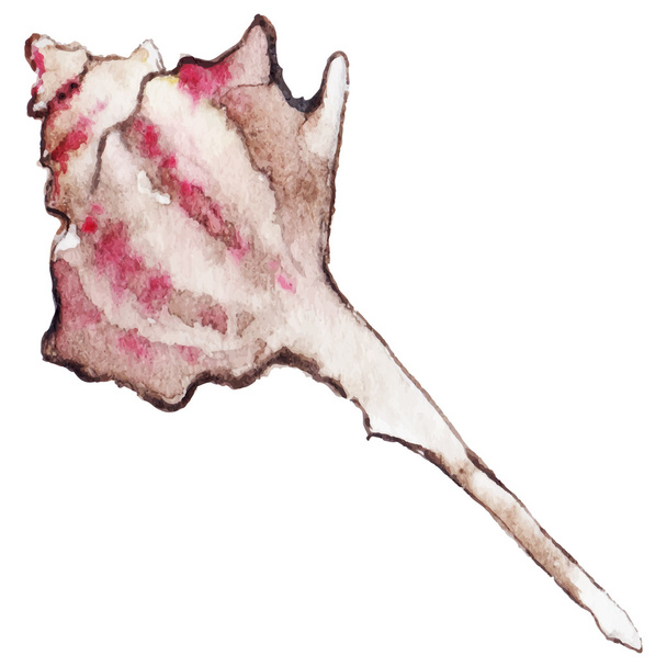 Acuarela mar shell aislado clip arte vector
 - Vector, imagen