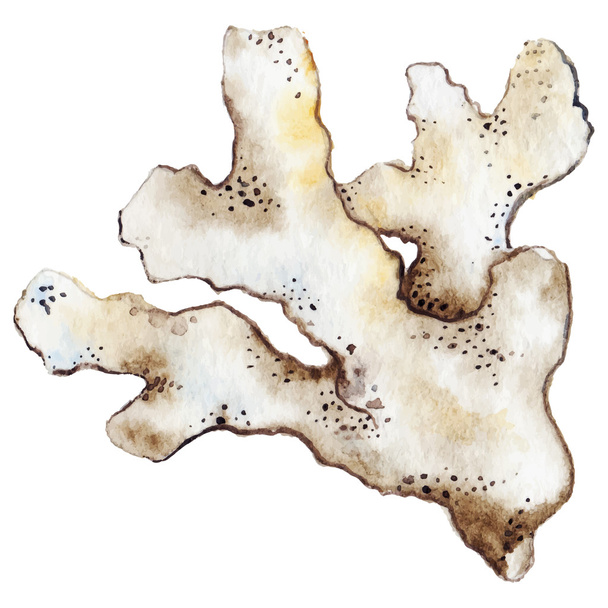 Aquarel koraalrif poliep bruin wit beige geïsoleerde vector - Vector, afbeelding