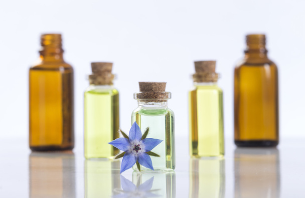 essential oils and medical flowers of borage - Photo, image