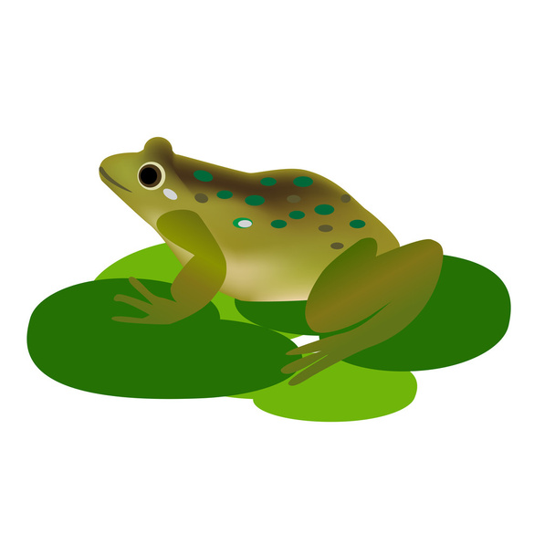 Zielona żaba na poduszkach lilia  - Wektor, obraz