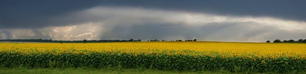 Storm over a field of sunflowers. - Photo, Image