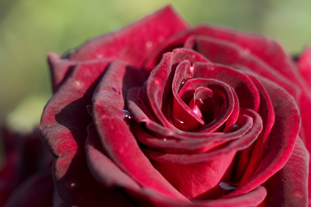 Rode roos macro - Foto, afbeelding