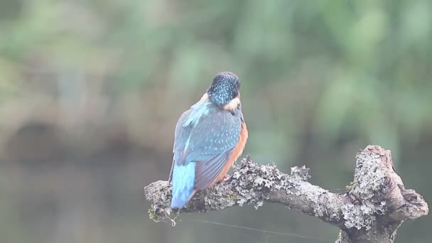 Kingfisher, Alcedo atthis - Footage, Video