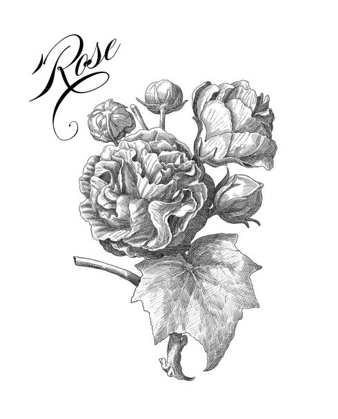 Old rose illustration - Фото, изображение