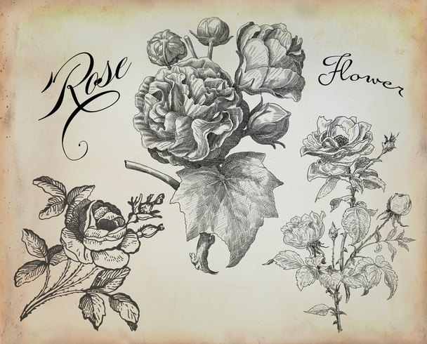 Old rose illustration - Foto, Bild