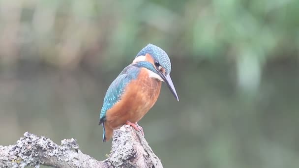 Kingfisher, Alcedo atthis - Footage, Video