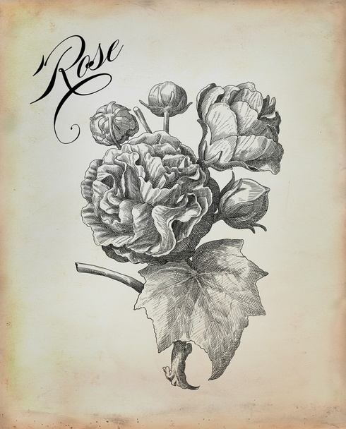 Old rose illustration - Φωτογραφία, εικόνα