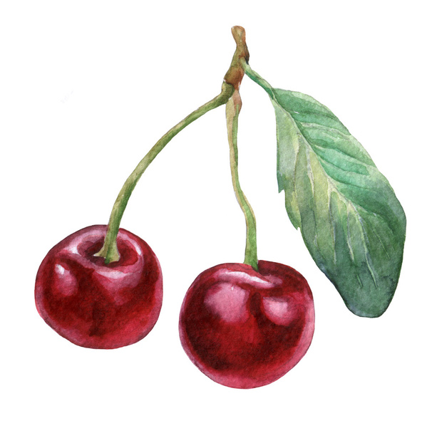 Cherries 3. Hand drawn watercolor painting on white background. - Foto, immagini