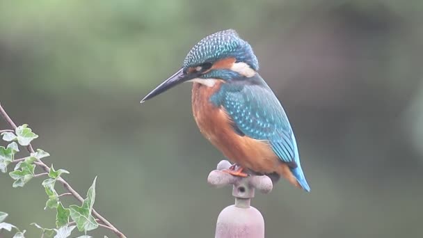 Kingfisher, Alcedo atthis,  - Footage, Video