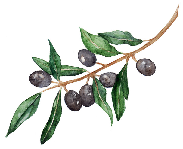 Watercolor olive oliva branch with olives isolated - Photo, Image