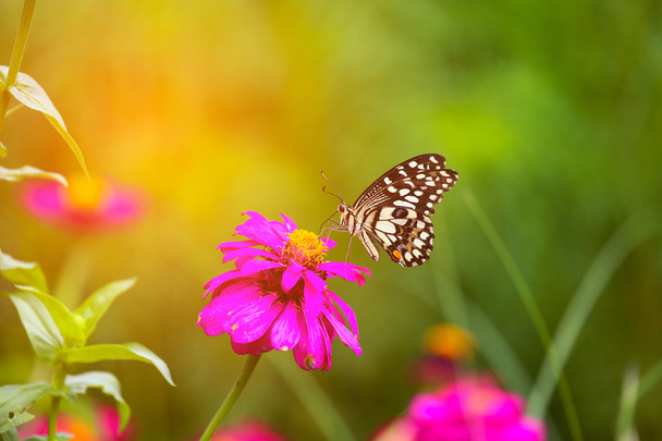 Метелик в саду і літає до багатьох квітів в саду, красивий метелик в барвистому саду або фермі комах, життя тварин або комах в природі і порожня ділянка для тексту для підтримки презентації
. - Фото, зображення