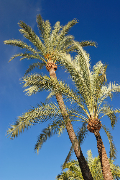 Palmiers sur ciel bleu
 - Photo, image