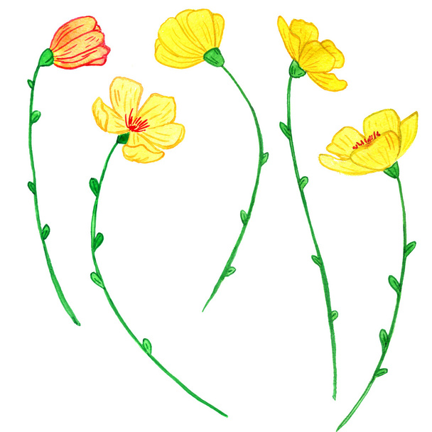 watercoolor drawing yellow flowers - Valokuva, kuva