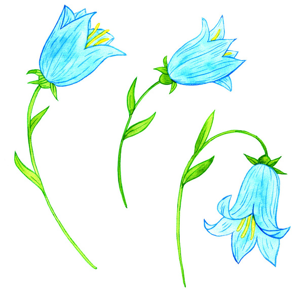 watercoolor drawing blue bellflowers - Foto, Imagen