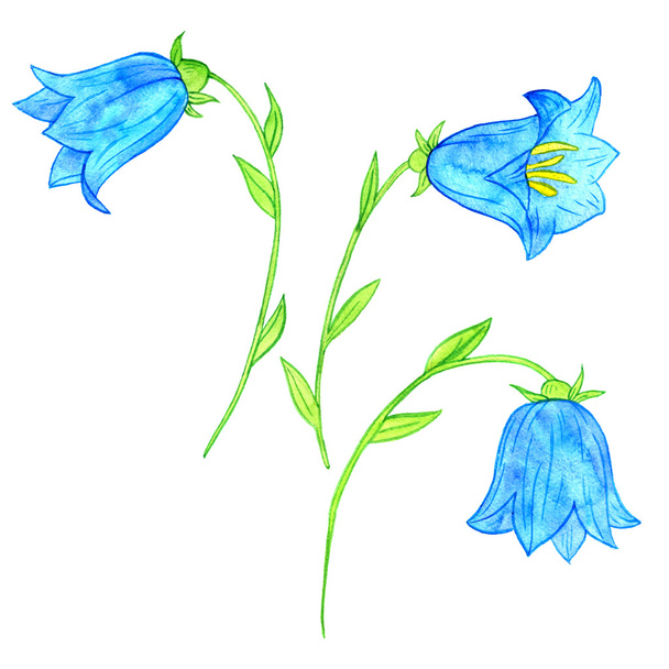watercoolor drawing blue bellflowers - Фото, изображение