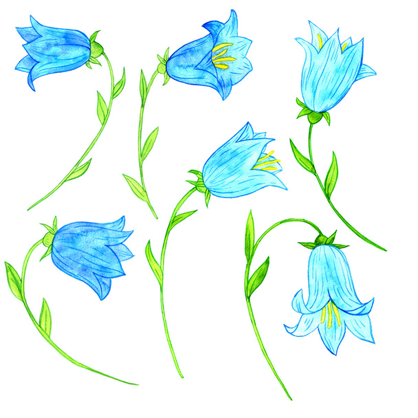 watercoolor drawing blue bellflowers - Fotoğraf, Görsel