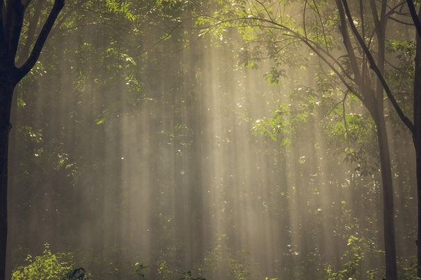 Auringonsäteet paistaa puissa sumu jumala makasi luonnon tausta
 - Valokuva, kuva