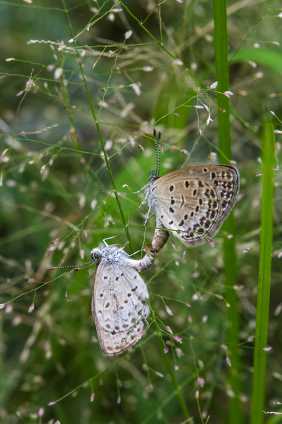 Спаривание бабочек на траве цветы
 - Фото, изображение