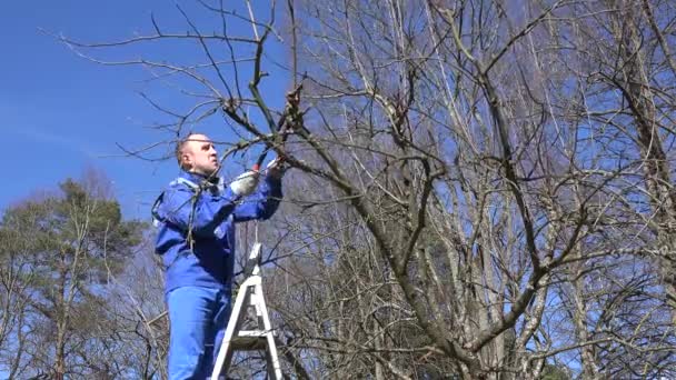 Mann schneidet Baum, der auf Leiter steht. - Filmmaterial, Video