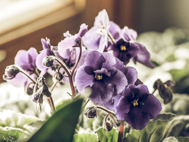 Vintage desbotada Flores de Saintpaulia African Violet planta da casa
 - Foto, Imagem