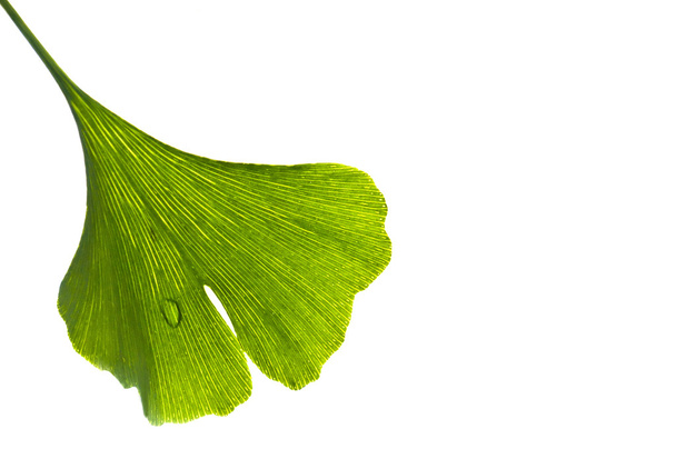 Ginkgo yaprağı - Fotoğraf, Görsel