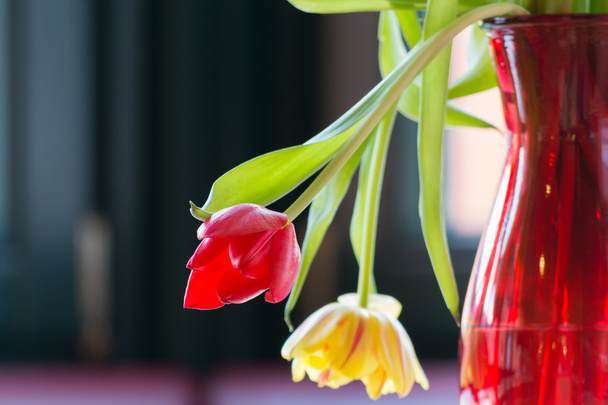 marchitando tulipanes a la luz del sol
 - Foto, imagen