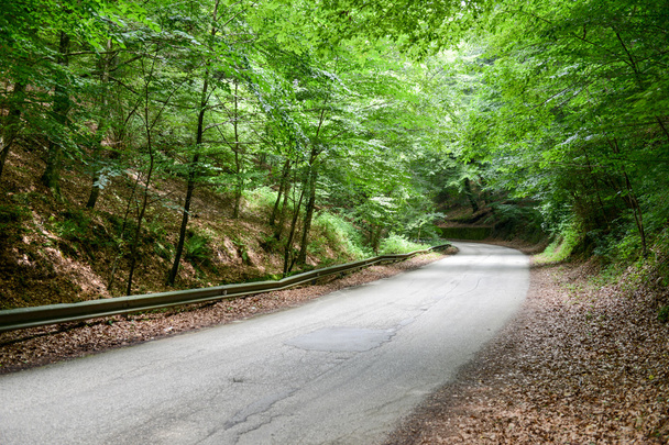 Δρόμο για το Δάσος Umbra - Φωτογραφία, εικόνα